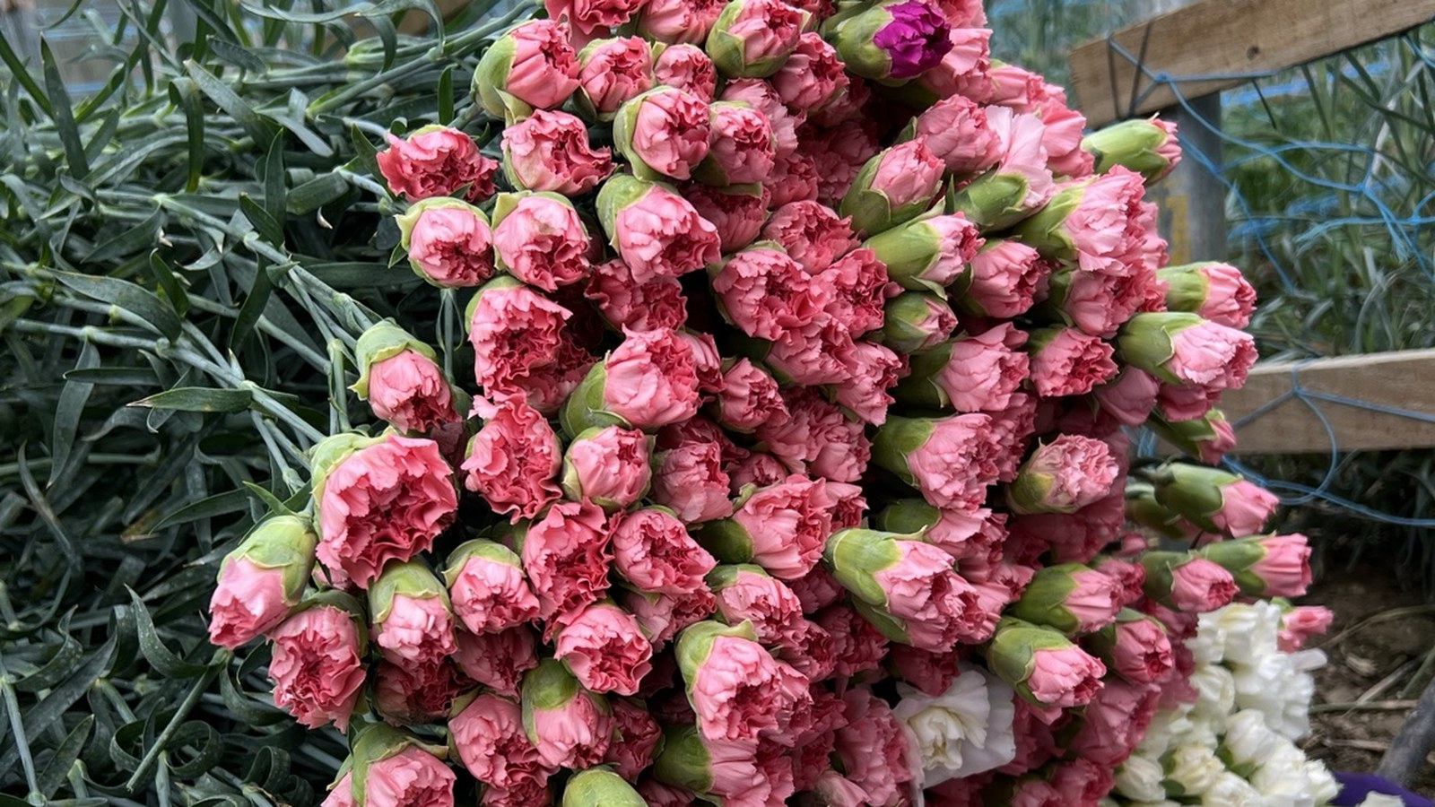 Carnations for hotels and resorts