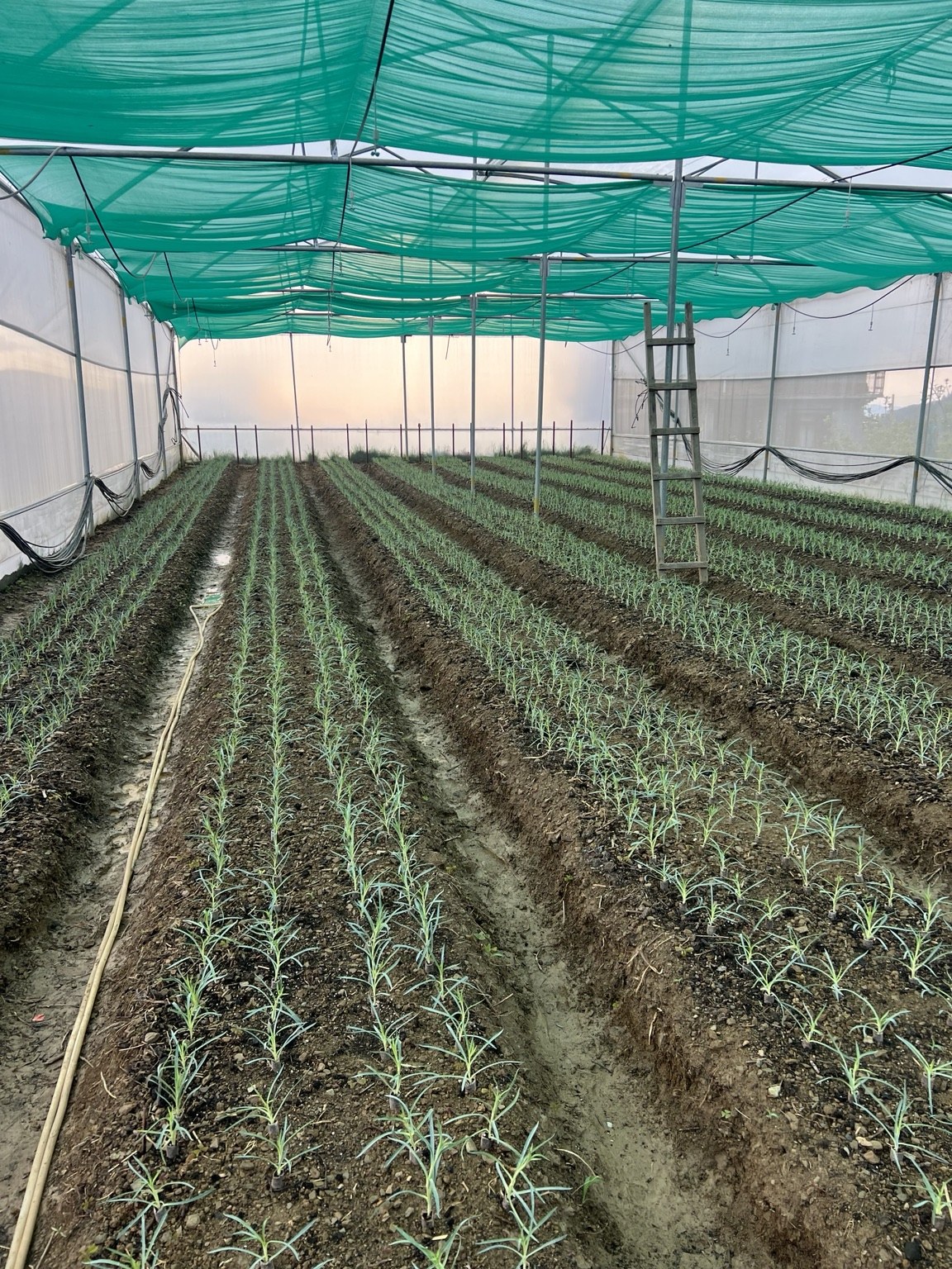 Himalora greenhouse in Himachal Pradesh