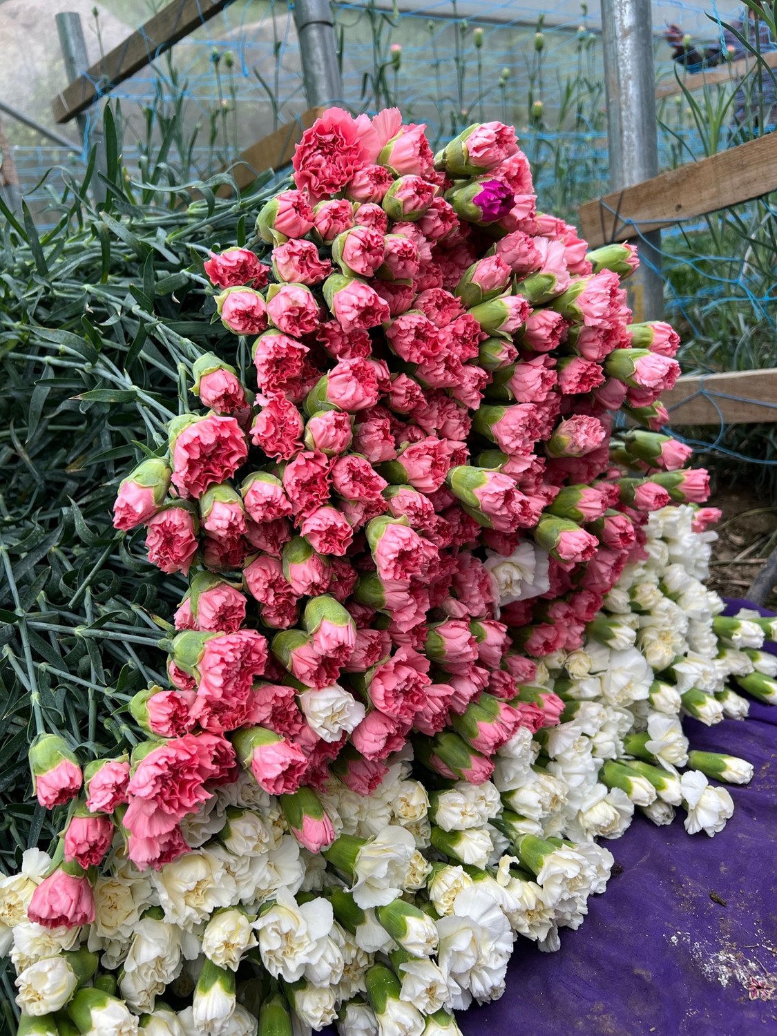 Pink carnations in greenhouse