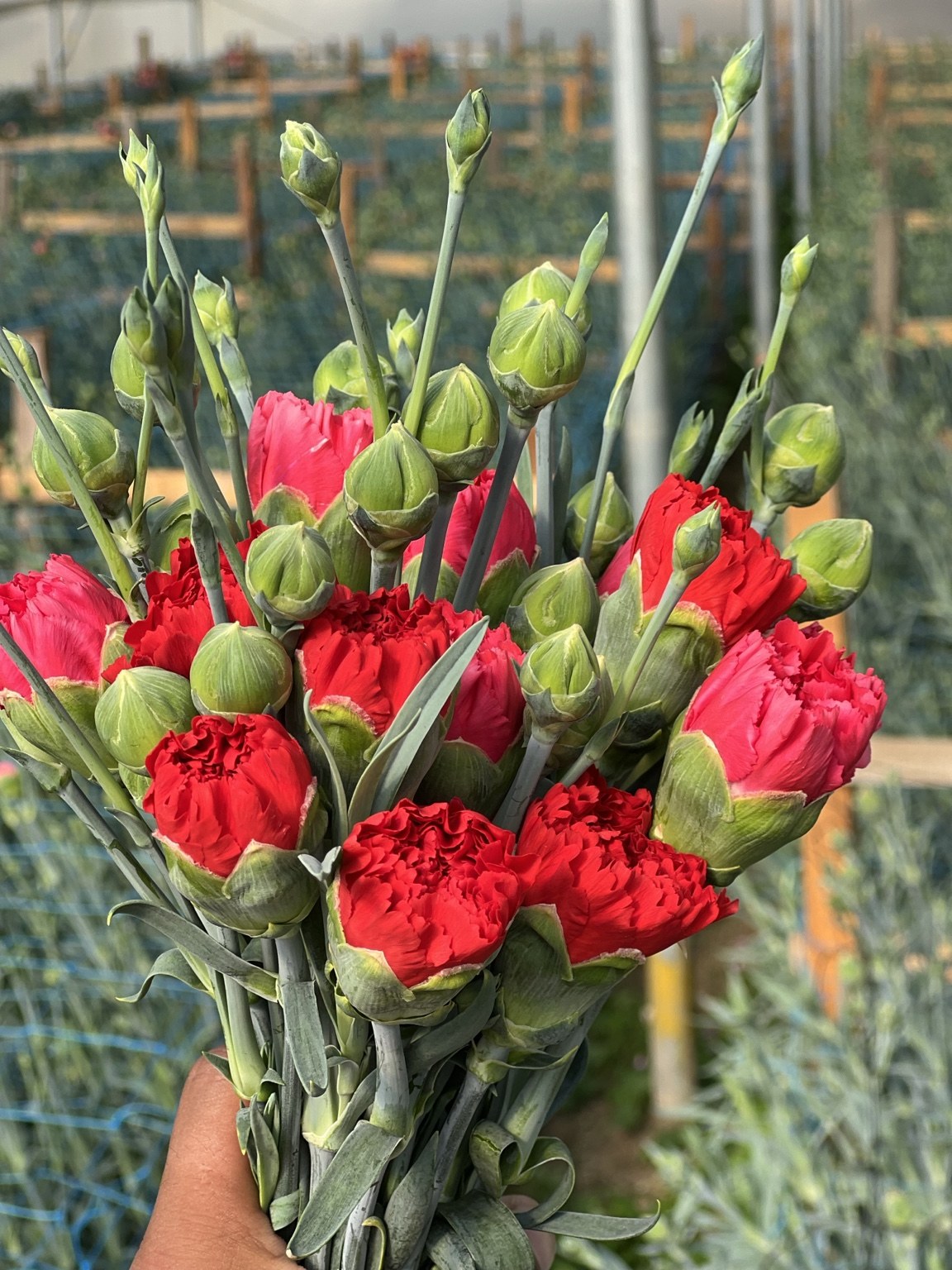 Red carnations