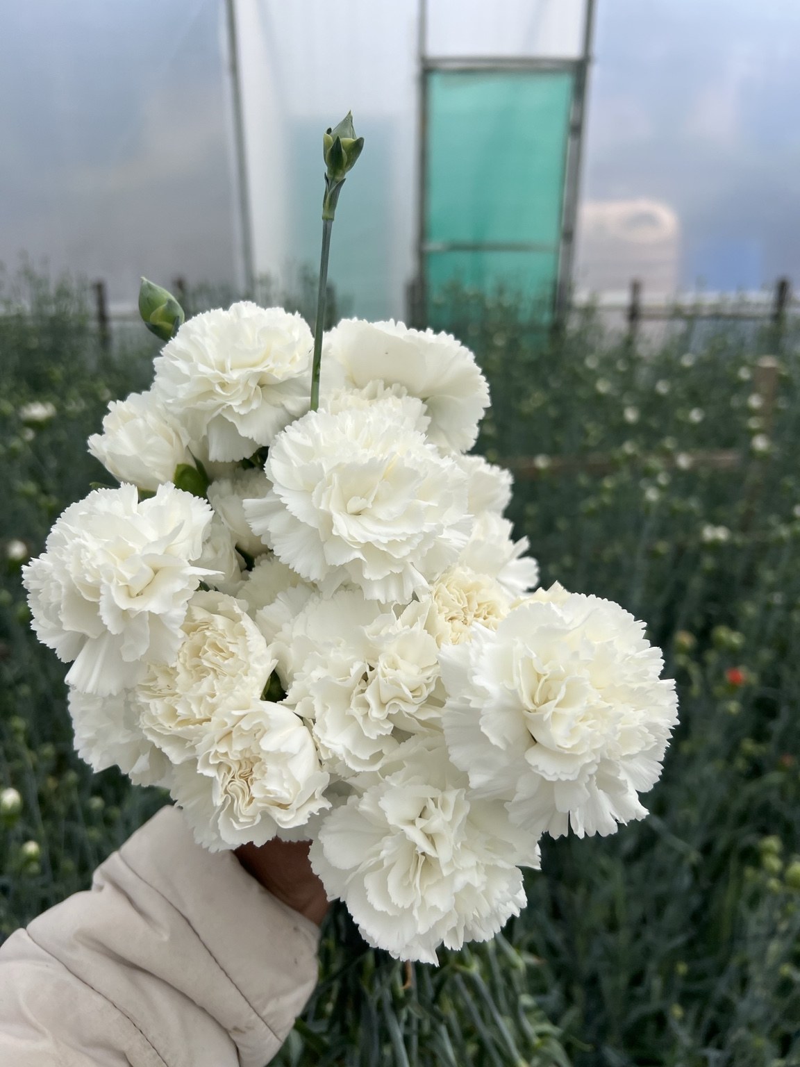 Carnation export enquiry