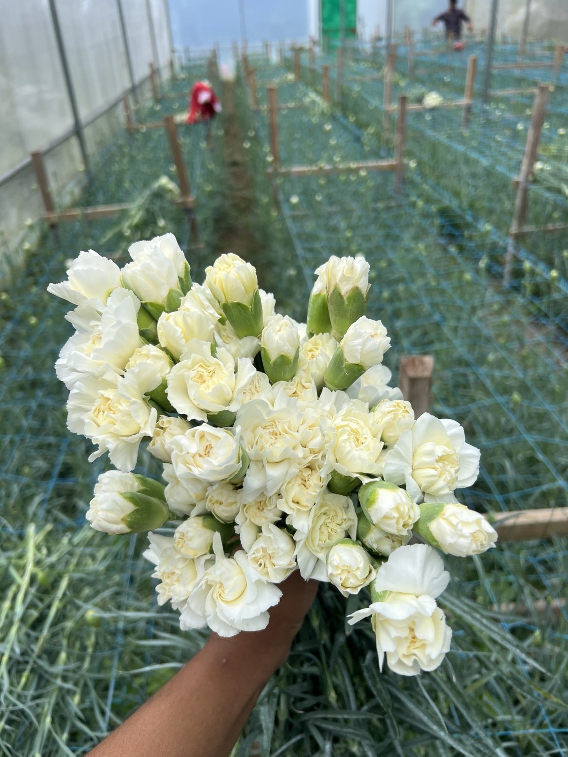 White carnations grown with care
